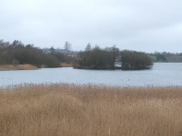 Reed beds and a wooded island on Scotsman's Flash in Wigan Flashes Nature Reserve