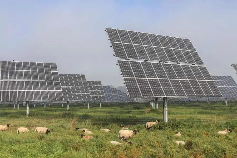 Sheep grazing between rows of ground-mounted solar panels on farmland under an overcast sky